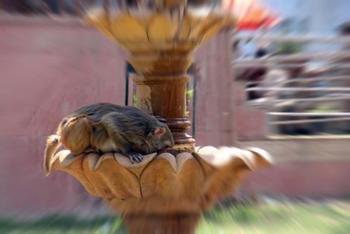 A monkey quenches its thirst on a hot summer afternoon, in Jammu on Monday. 