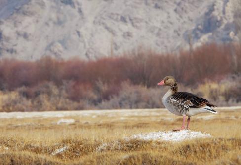 A duck seen in the marsh area on the outskirts of Leh on Wednesday.