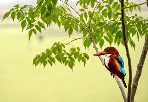 A hunter white-throated kingfisher perches on a branch of a tree, at Gharana Wetland, RS Pura, in Jammu on Sunday.