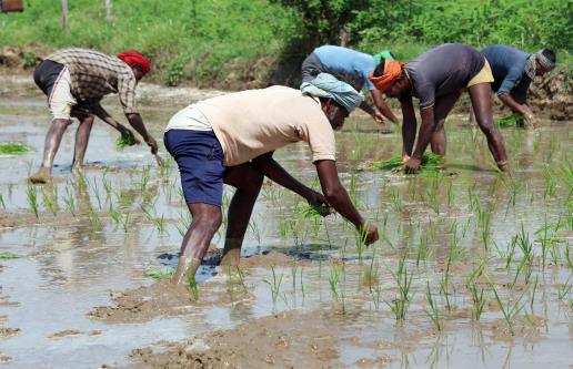 Farmers plant paddy saplings in a field at Arnia village near India-Pakistan border, about 35km from Jammu, on Saturday. JL/Baru
