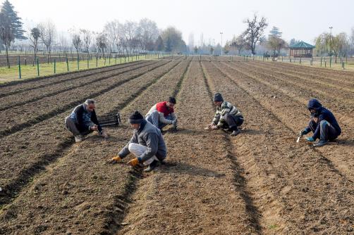 Workers plants Tulips at Indira Gandhi Memorial Tulip garden, in Srinagar on Monday.