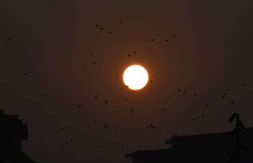 Birds fly at the backdrop of the last sunset of the year 2023 in Srinagar on Sunday.